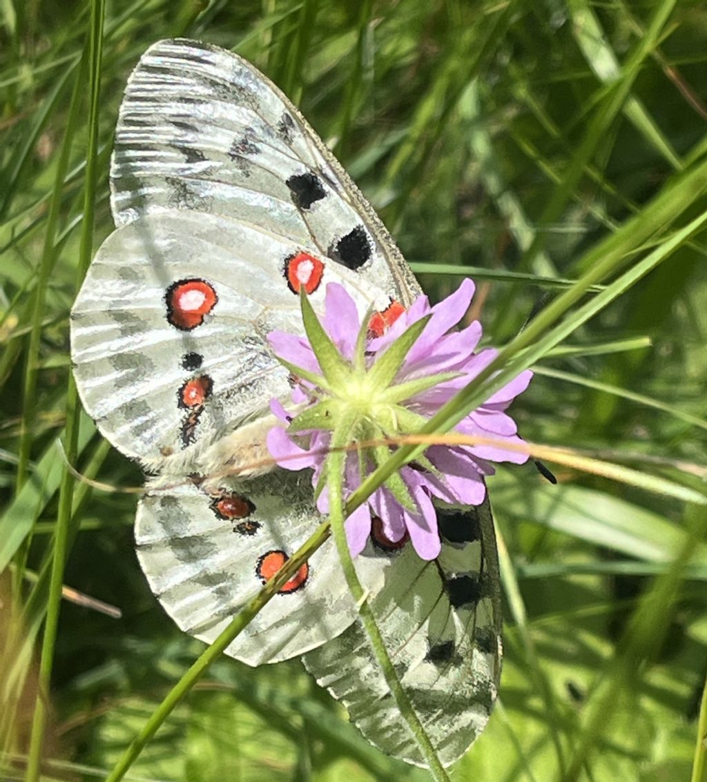 Parnassius apollo - Papilionidae